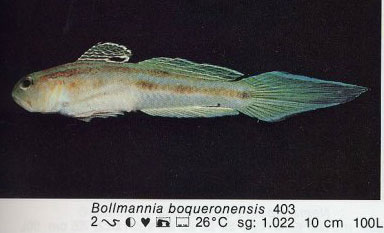 Bollmannia boqueronensis